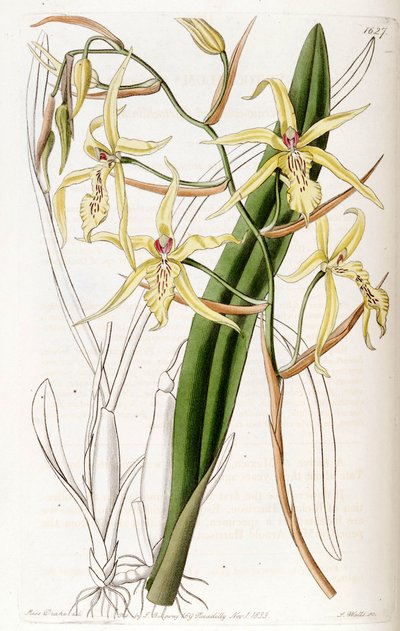 Miltonia flavescens (como sin. Cyrtochilum flavescens) de Miss Drake